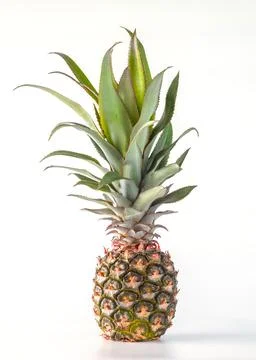 Pineapple fruit isolated on white background with clipping path. Stock Photos