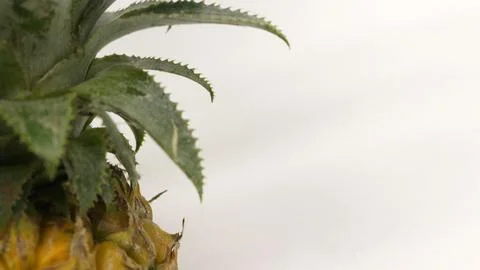 Pineapple fruit isolated on white background Stock Photos