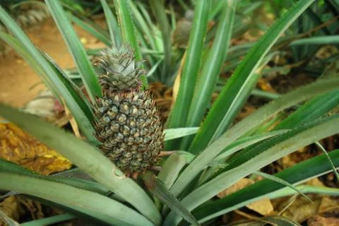 Pineapple fruit in nature background Stock Photos