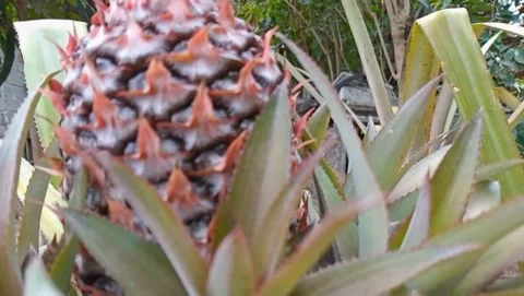 Pineapple fruit is reddish brown in color Video stock 319926283