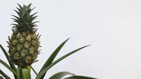 Pineapple fruit rotating isolated on white Stockbeeldmateriaal 124832509