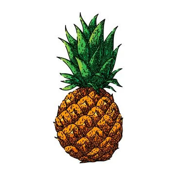 Pineapple fruit sketch hand drawn vector Stock Illustration