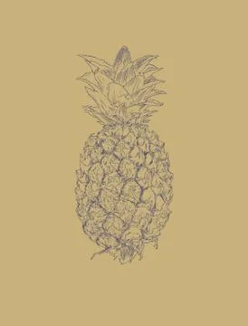 Pineapple fruit. sketch vector. Stock Illustration