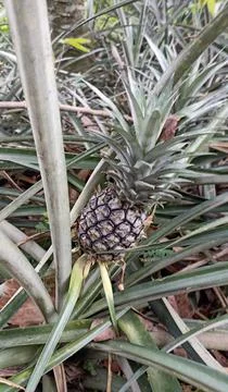 Pineapple fruit that is still growing on the tree with long leaves Stock Photos