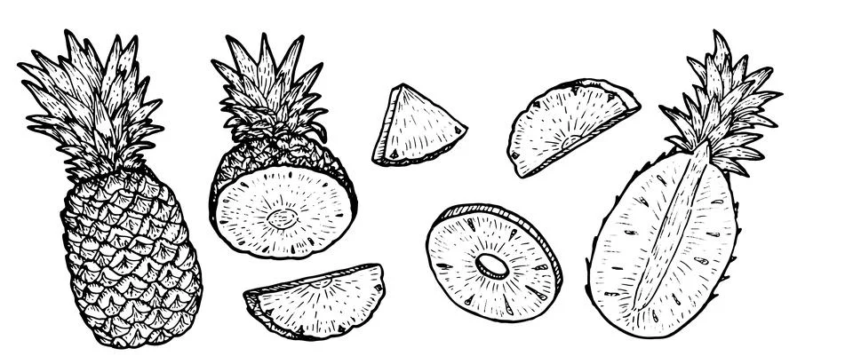 Pineapple fruit vector sketch set. Sliced pineapple pieces, tropical nature Stock Illustration