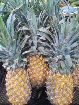 Pineapple fruits Stock Photos