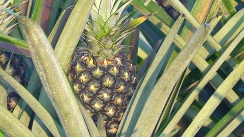 Pineapple garden on the farm 스톡 동영상 103189084