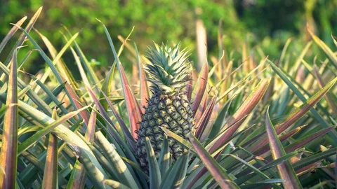 Pineapple garden on the farm Stock-Footage 103189095