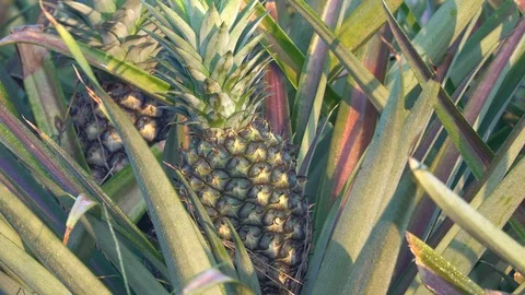 Pineapple garden on the farm Stock Footage 103801213
