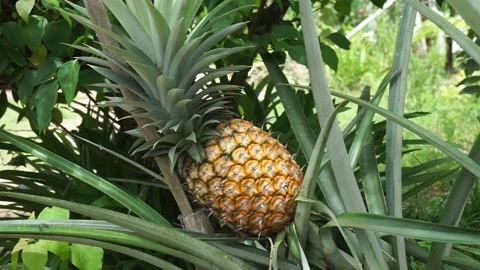 Pineapple in the garden Stock Footage 227802428