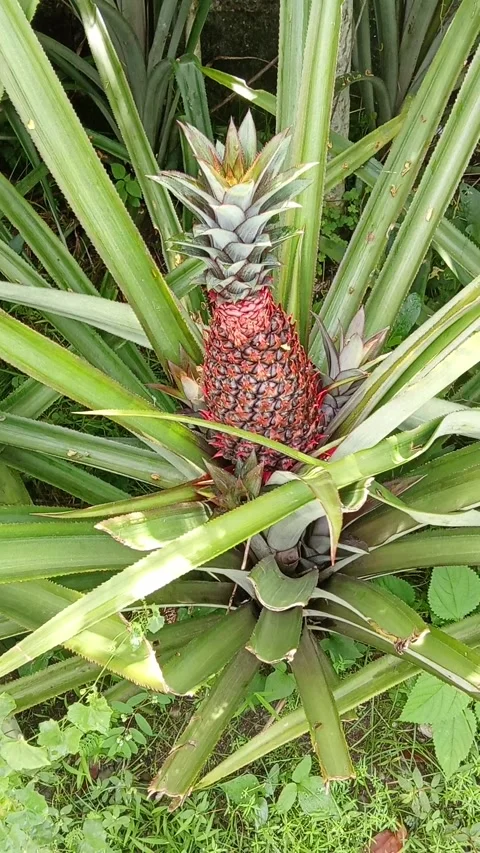 Pineapple in the garden Stock Footage 322900485