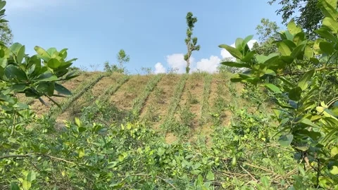 Pineapple garden with lemon trees on hill in Bangladesh. Panning shot. Stock Footage 321672241