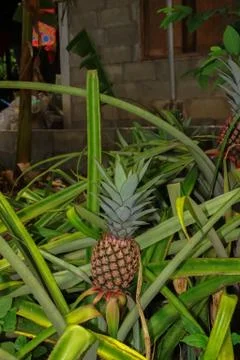 Pineapple in the garden Stock Photos