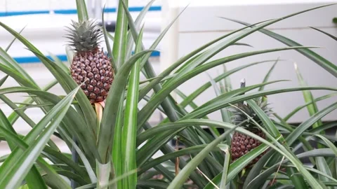Pineapple in the garden, pineapple on the tree Video stock 310161246