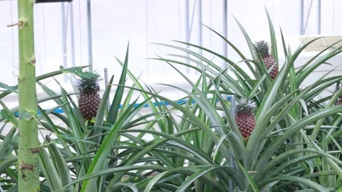 Pineapple in the garden, pineapple on the tree	 Video stock 310161254