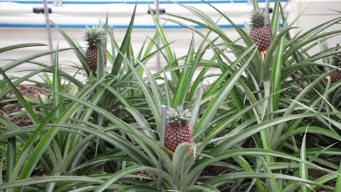 Pineapple in the garden, pineapple on the tree Video stock 310161267
