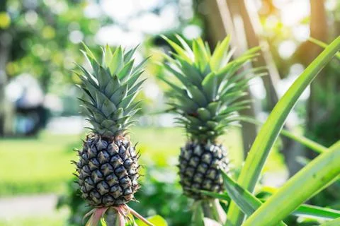 Pineapple in gardens. Foto stock