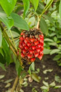 Pineapple Ginger Flower Stock Photos