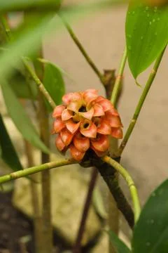 Pineapple Ginger Flower Stock Photos