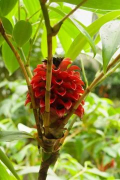 Pineapple Ginger Stock Photos
