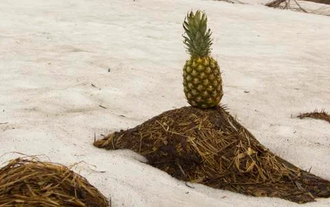 Pineapple on the grass Stock Photos