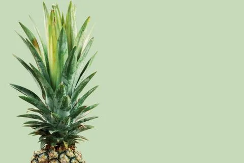 Pineapple with green background. Stock Photos