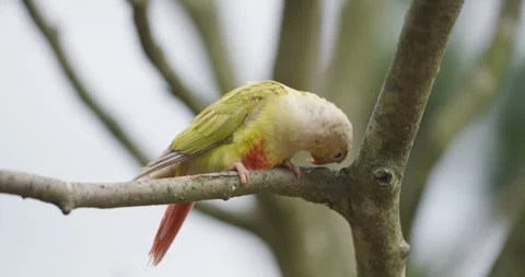 Pineapple Green Cheek Conure Grooming on Branch Pyrrhura Molinae Parrot 스톡 동영상 339739887