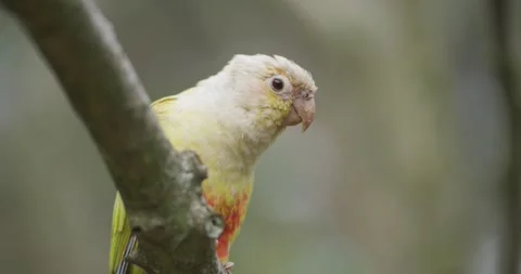 Pineapple Green-cheeked Conure Perched Extreme Close-up at Jeju Flower Bird 스톡 동영상 339738037