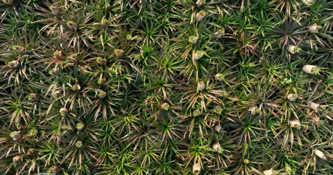 Pineapple grow on tree in garden Stock Footage 266397398