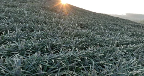 Pineapple grow on tree in garden Stock Footage 266433797