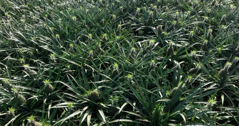 Pineapple grow on tree in garden Video stock 266447537