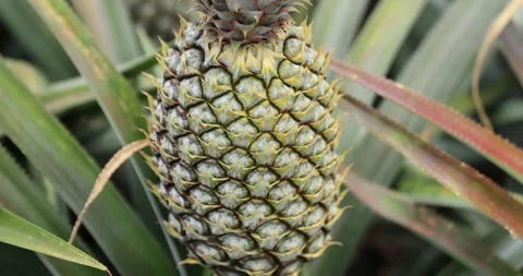 Pineapple grow on tree in garden Stock Footage 267593264