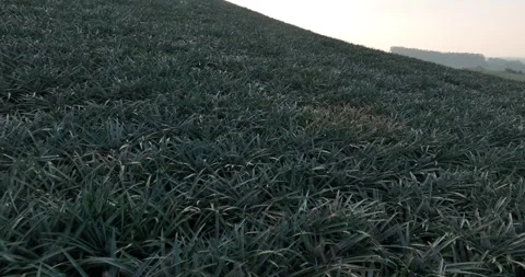 Pineapple grow on tree in garden Stock Footage 269851585