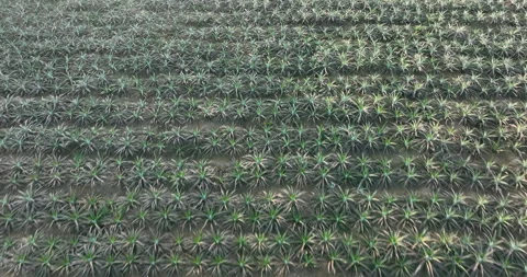 Pineapple grow on tree in garden Stock Footage 272277662