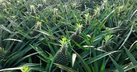 Pineapple grow on tree in the garden Stock Footage 307600760