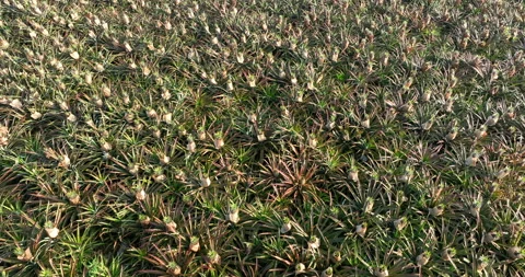 Pineapple grow on tree in the garden Stock Footage 307601368