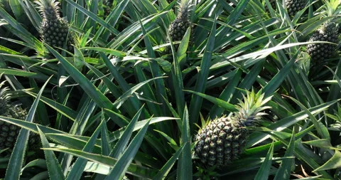 Pineapple grow on tree in the garden Stock-Footage 307601615