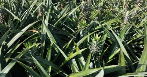 Pineapple grow on tree in the garden Video stock 307602327