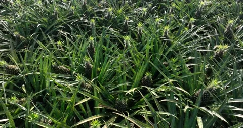 Pineapple grow on tree in garden Stock Footage 325908325