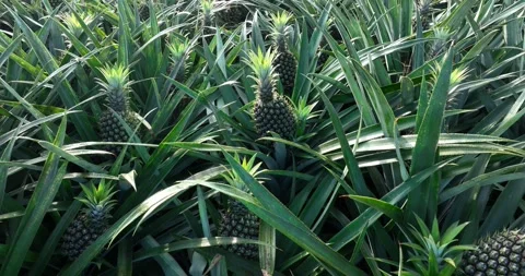 Pineapple grow on tree in garden Stock Footage 325908529