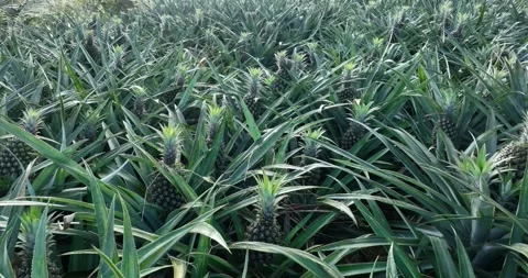 Pineapple grow on tree in garden Stock Footage 325908837