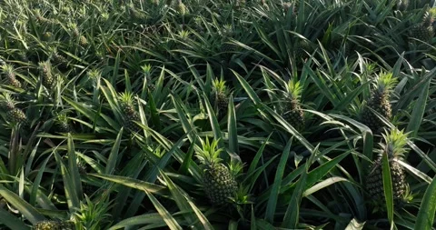 Pineapple grow on tree in garden Stock Footage 325909262