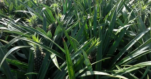 Pineapple grow on tree in garden Stock Footage 325909389