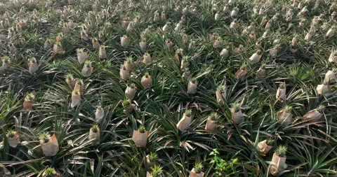 Pineapple grow on tree in garden Stock Footage 325909560