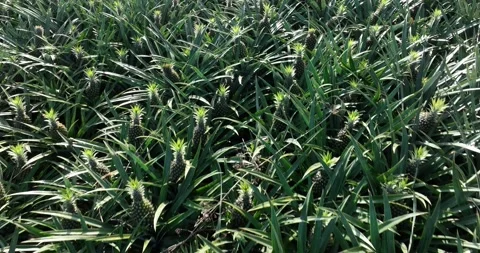 Pineapple grow on tree in garden Stock Footage 325909669