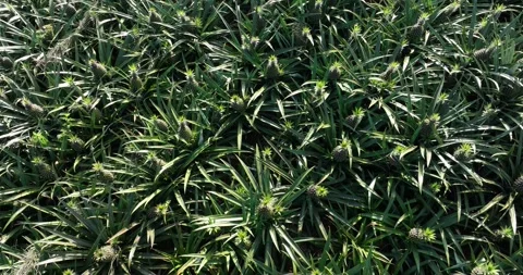 Pineapple grow on tree in garden Stock Footage 325909854