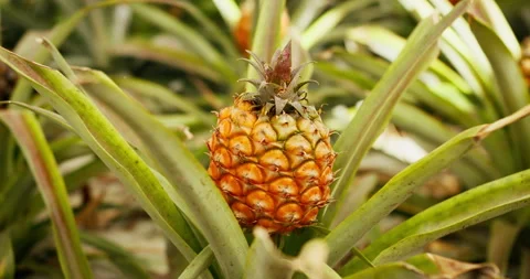Pineapple growing among dense green leaves inside greenhouse on Azores Islands Stock Footage 330934242