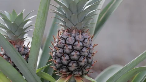 Pineapple growing close up. Organic fruit in a garden. Tropical fruit food conce Stock Footage 106957067