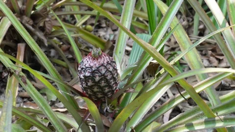 Pineapple Growing 库存影片 335212759