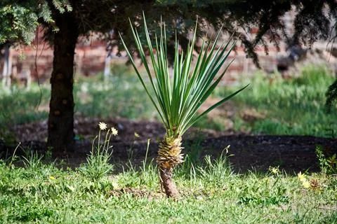 Pineapple growing on the lawn Foto stock